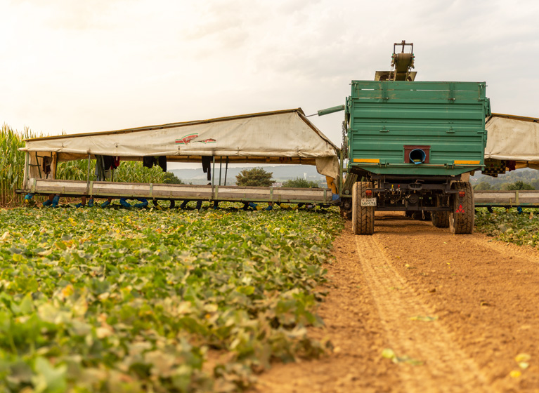 Un volante de pepino en un campo de pepinos.