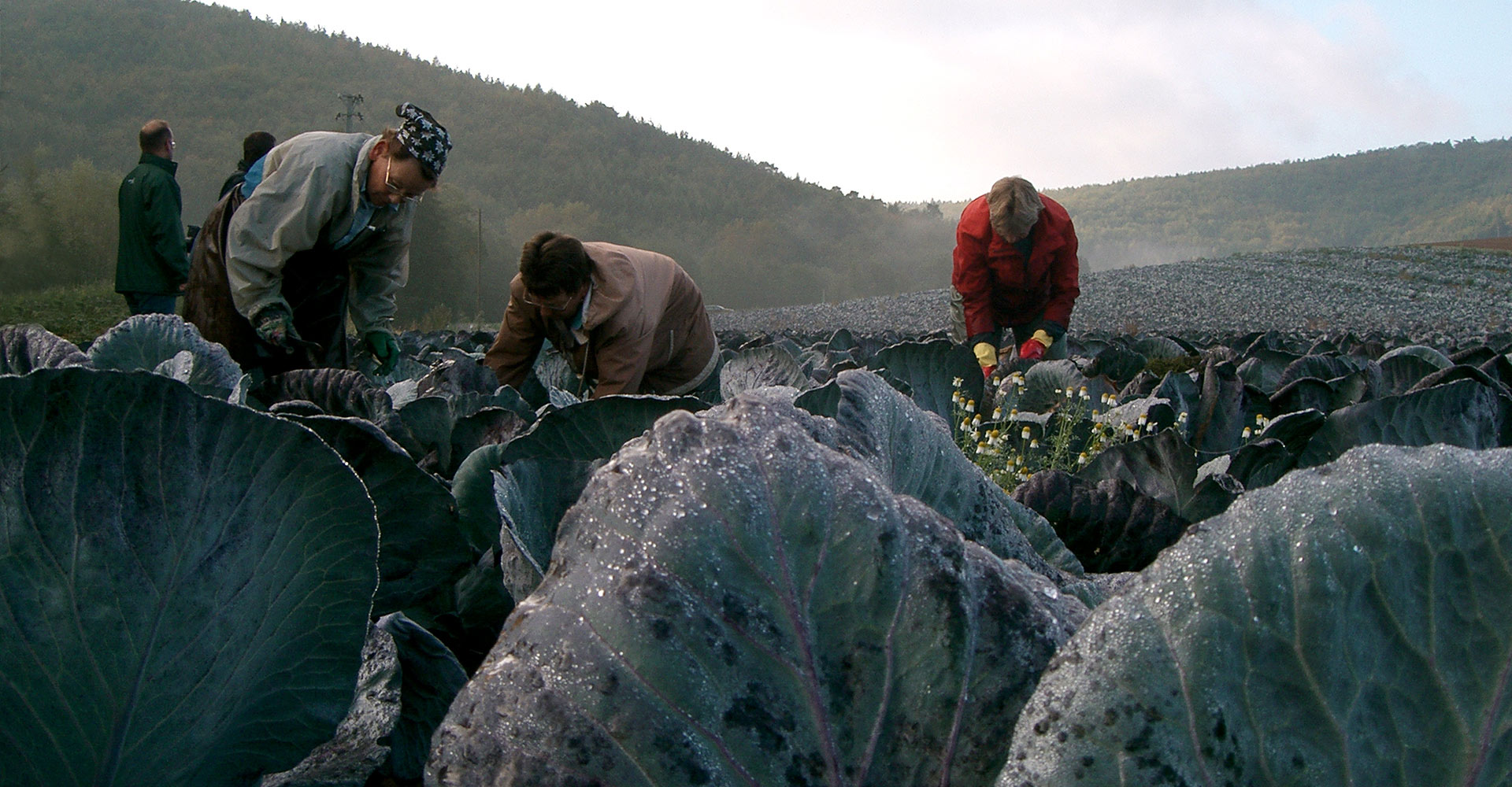Un campo de col roja es cosechado a mano.