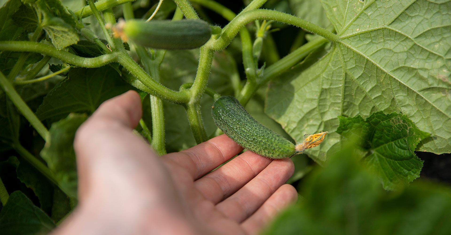 Una mano sostiene un pepino.