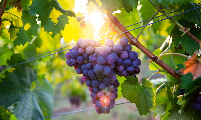 Uvas en una planta de uva.